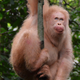Alba, one year after her release back to the jungle.